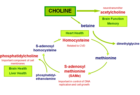 Choline effect on brain