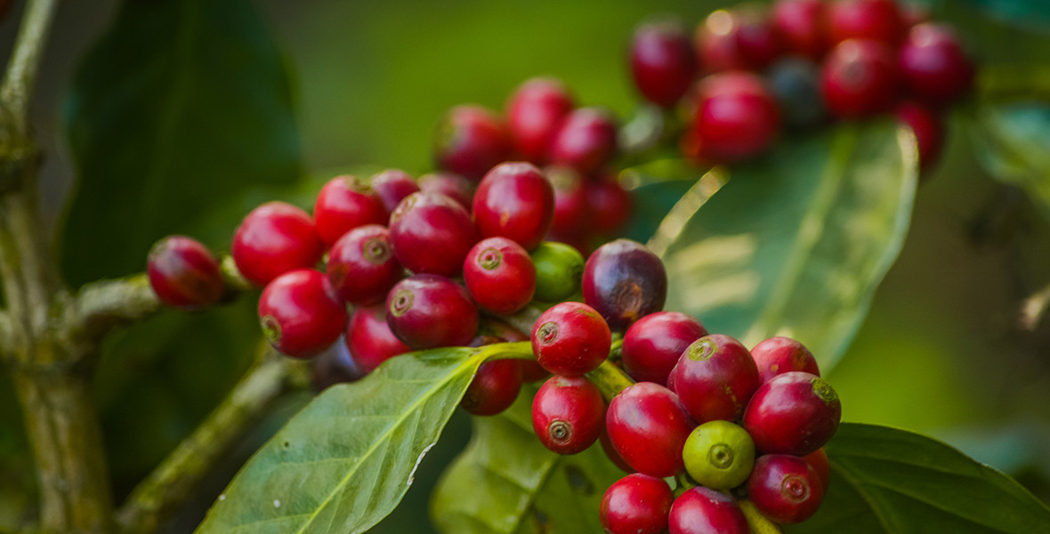 coffee fruit