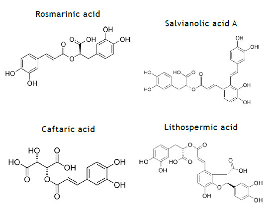 Four polyphenols naturally present in spearmint