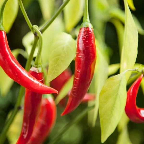 Natural Cayenne in fields