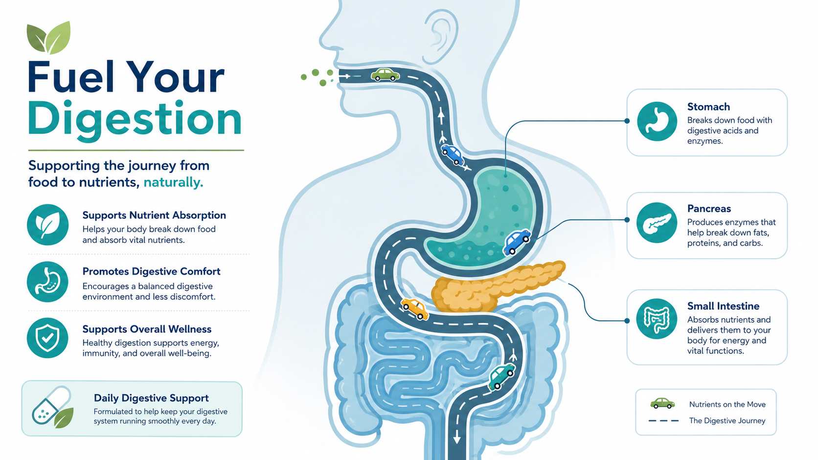 stomach acid digestive support diagram stomach acid digestive support diagram